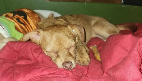 DOZZER - Chihuahua / Yorkshire Terrier Yorkie available for adoption