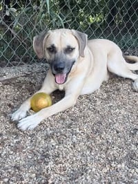 Reebok - Sunshine in dog form - Photo 2