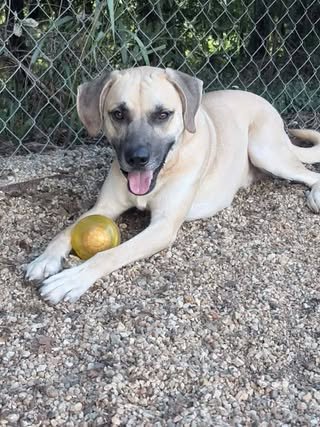 REEBOK - SUNSHINE IN DOG FORM - Black Mouth Cur available for adoption