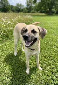 Reebok - Sunshine in dog form - Photo 1