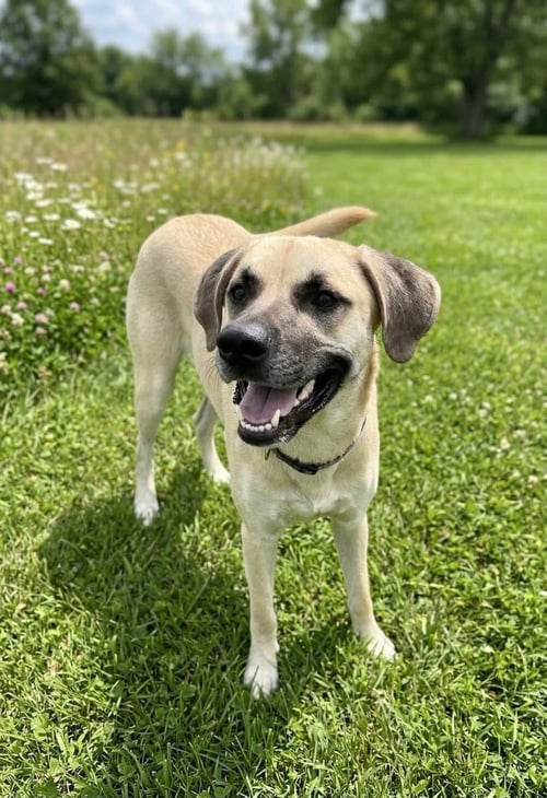 REEBOK - SUNSHINE IN DOG FORM - Black Mouth Cur available for adoption
