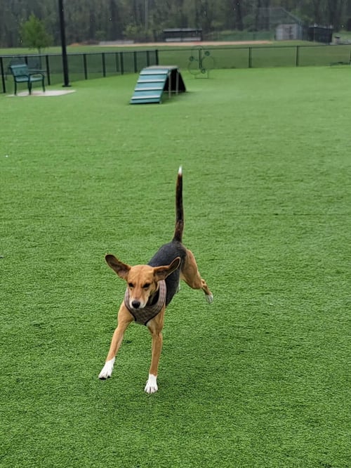 SUNNY - NO MORE APPLICATIONS, PLEASE! - Foxhound available for adoption