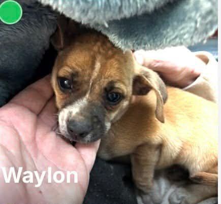 Waylon- little goofball Image