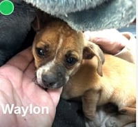 Waylon- little goofball - Photo 1