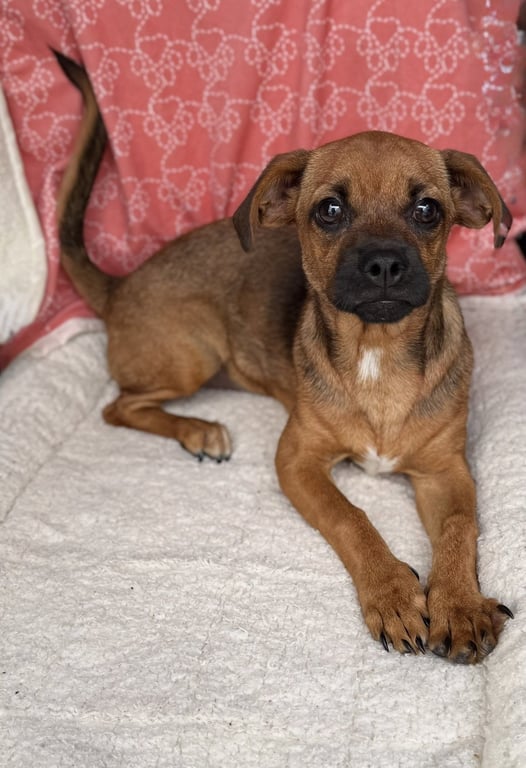 Buttercup (pek/beagle)- pocket sized princess Image