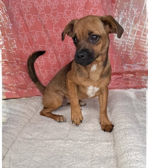 BUTTERCUP (PEK/BEAGLE)- POCKET SIZED PRINCESS - Pekingese / Beagle available for adoption