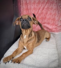 Buttercup (pek/beagle)- pocket sized princess - Photo 3