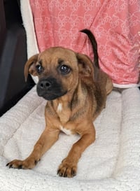Buttercup (pek/beagle)- pocket sized princess - Photo 4