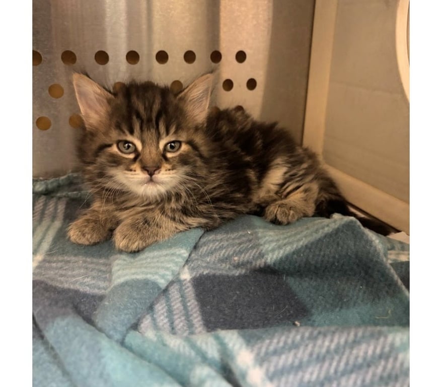 DOODLEBUG ~ Adoption Pending!!! Image