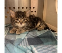 DOODLEBUG ~ Adoption Pending!!! - Photo 1
