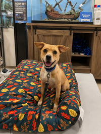 Drake - certified best buddy - Photo 2