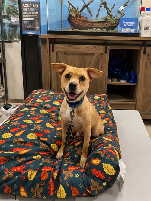 DRAKE - CERTIFIED BEST BUDDY - American Pit Bull Terrier / Beagle available for adoption
