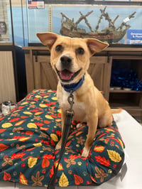 Drake - certified best buddy - Photo 1