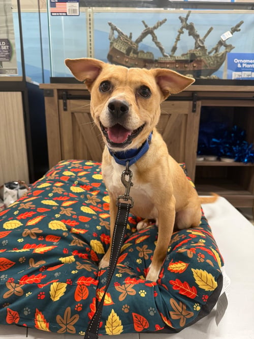 DRAKE - CERTIFIED BEST BUDDY - American Pit Bull Terrier / Beagle available for adoption
