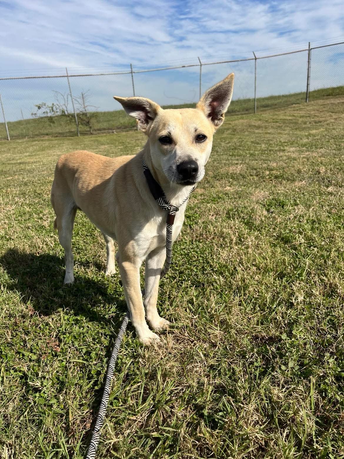 RYAN- GENTLE SOUL! - Carolina Dog available for adoption