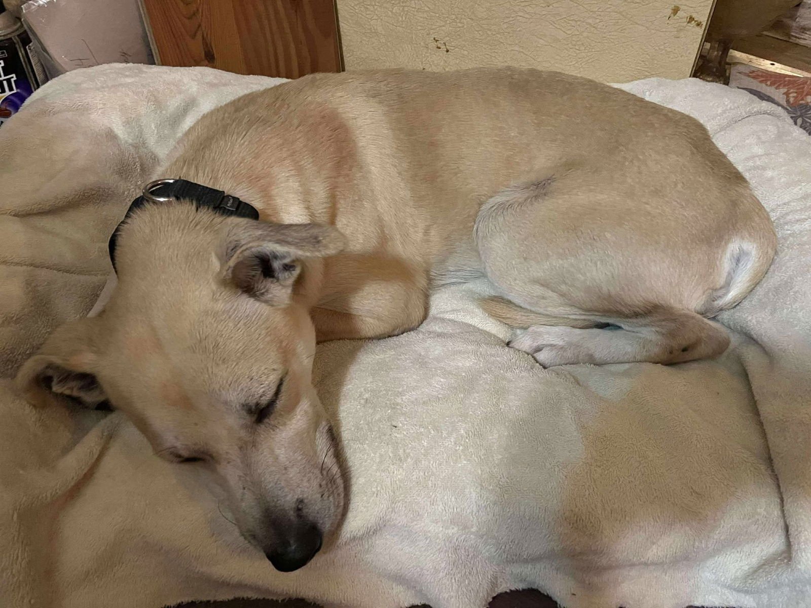 Ryan- gentle soul! - Photo 4