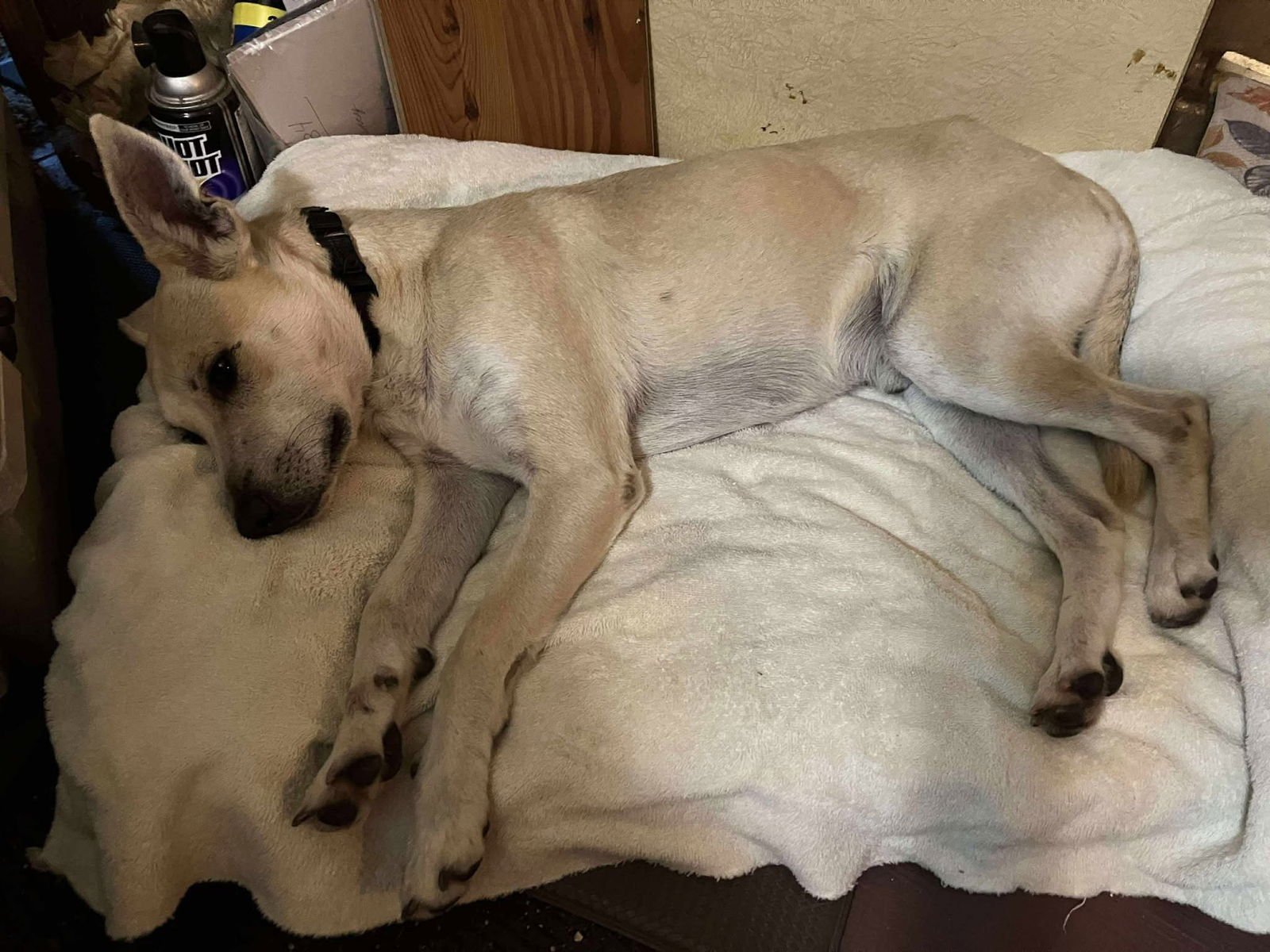 Ryan- gentle soul! - Photo 5