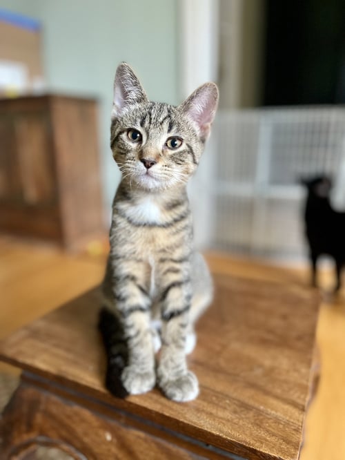 WESTON - Domestic Short Hair available for adoption