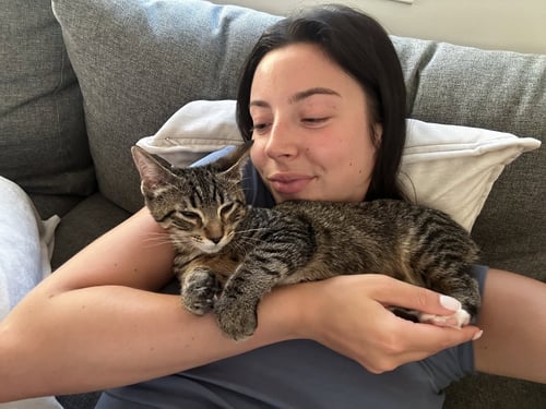 WESTON - Domestic Short Hair available for adoption