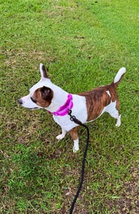Beans- beautiful girl - Photo 4