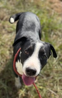 Zadie- Mrs personality - Photo 2