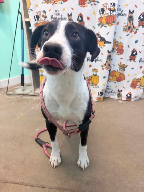 ZADIE- MRS PERSONALITY - Border Collie available for adoption