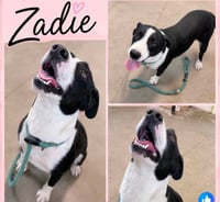 Zadie- Mrs personality - Photo 8