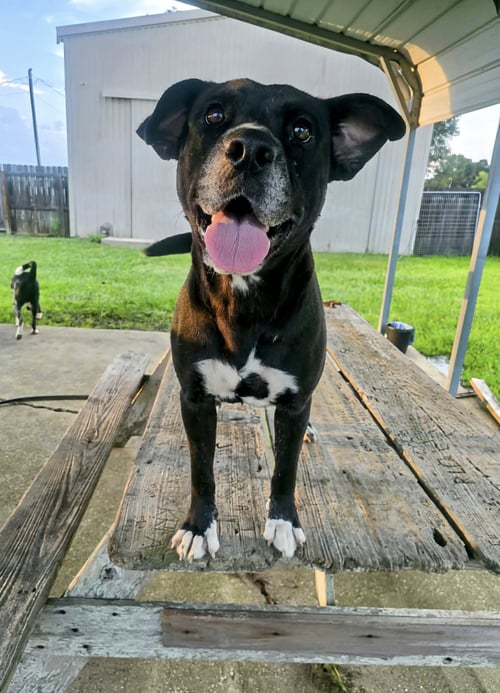 INDIA - SWEET SOULFUL GIRL - Labrador Retriever / Pit Bull Terrier available for adoption