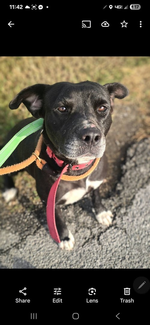 INDIA - SWEET SOULFUL GIRL - Labrador Retriever / Pit Bull Terrier available for adoption