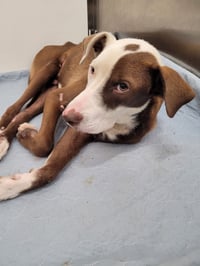 Howzer- ready for his happily ever after - Photo 1