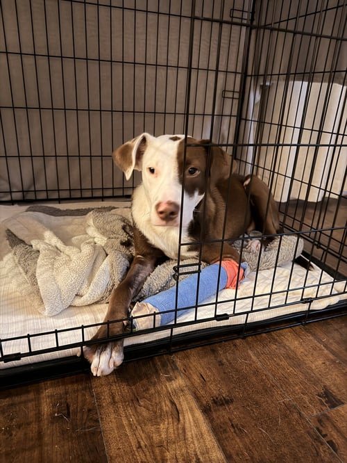 HOWZER- READY FOR HIS HAPPILY EVER AFTER - American Staffordshire Terrier / American Pit Bull Terrier available for adoption
