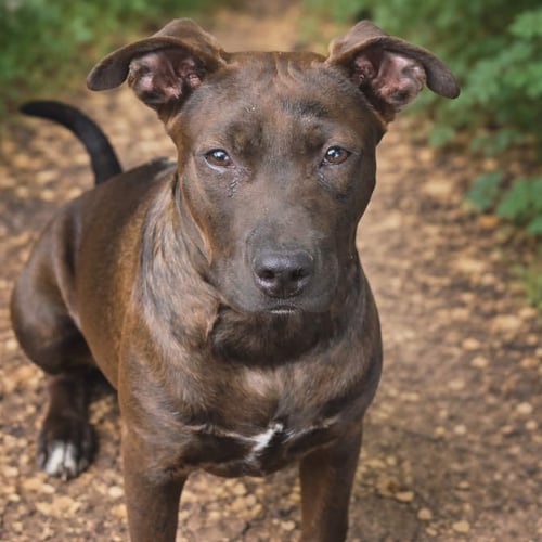 REMI- INSTANT BESTIE - Staffordshire Bull Terrier available for adoption