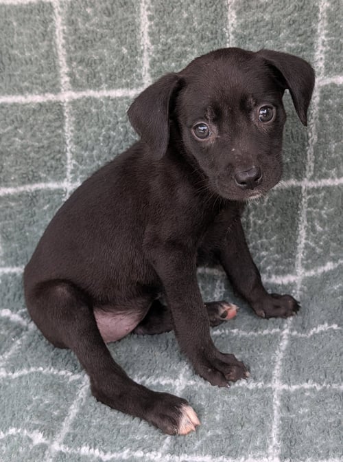 HURRICANE - Chihuahua / Terrier available for adoption