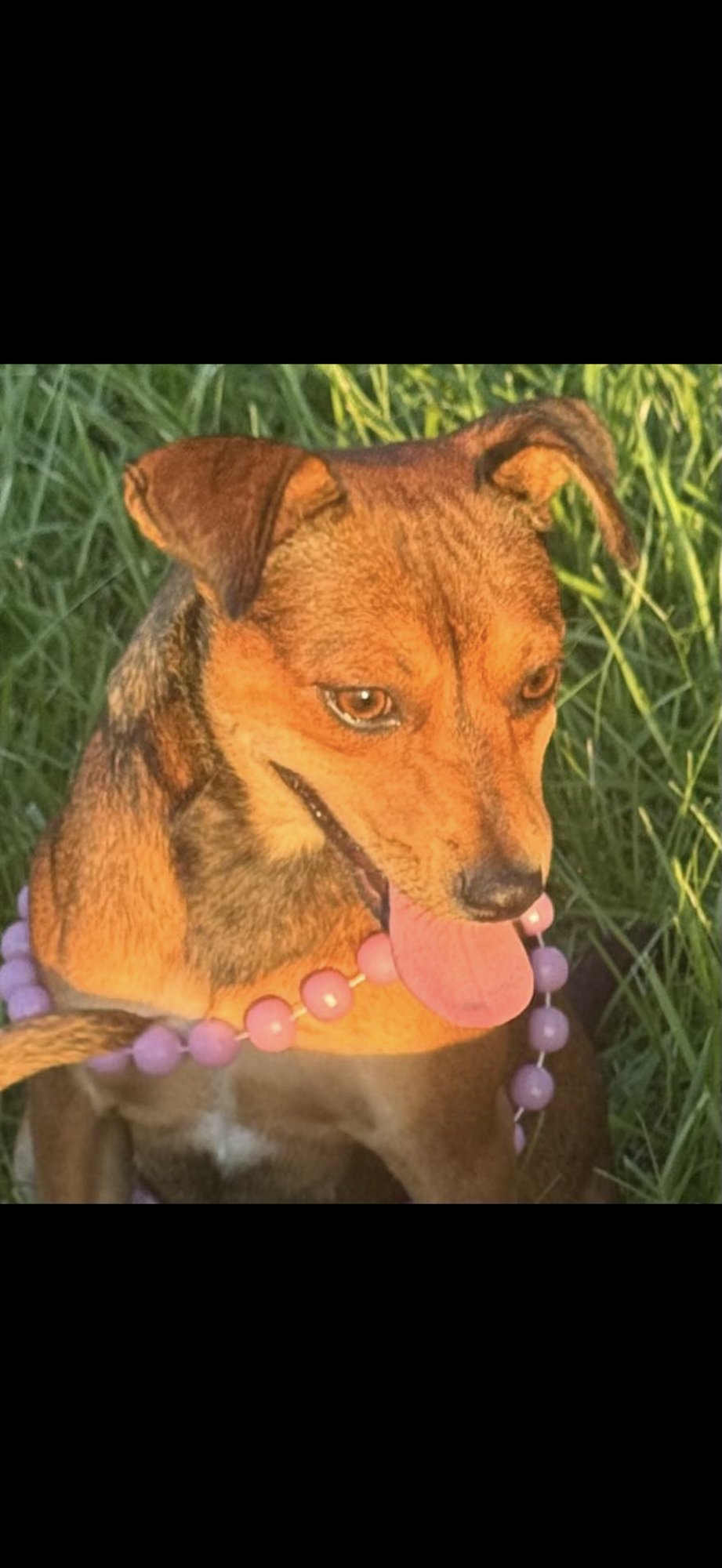 LACIE- PRETTY LADY - Rat Terrier available for adoption