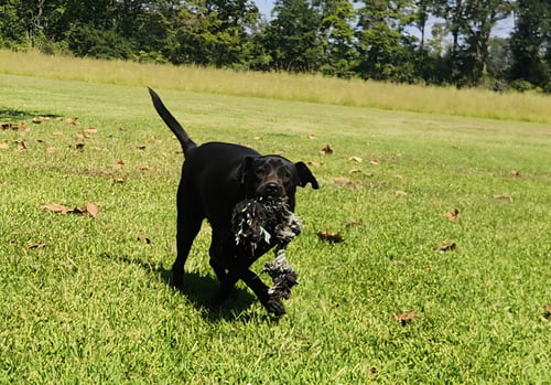 DAISY- BLACK BEAUTY - Labrador Retriever available for adoption