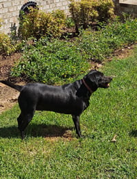 Daisy- black beauty - Photo 4