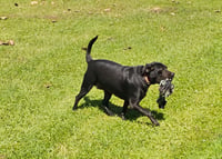 Daisy- black beauty - Photo 3