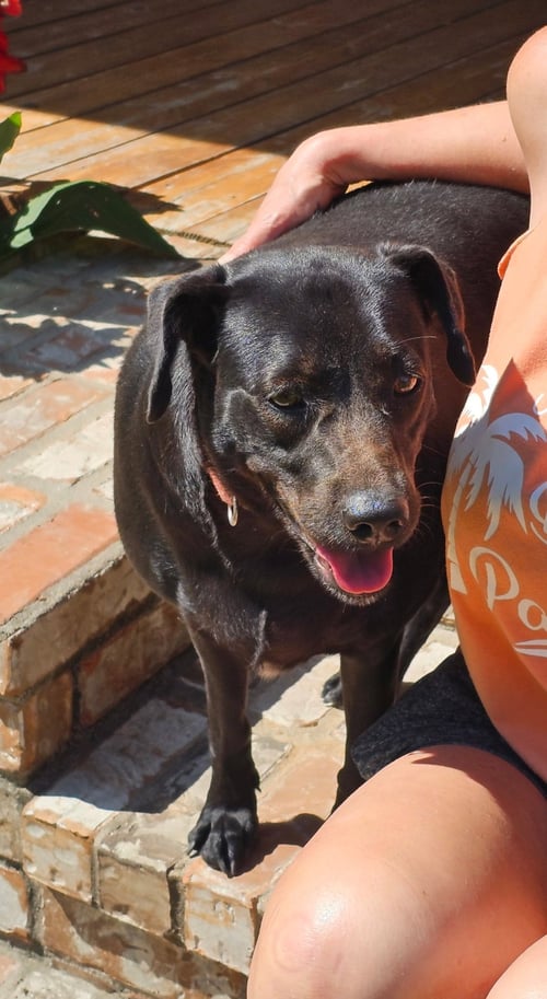 DAISY- BLACK BEAUTY - Labrador Retriever available for adoption