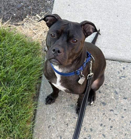 ROSALYN NKA BETTY - American Staffordshire Terrier available for adoption