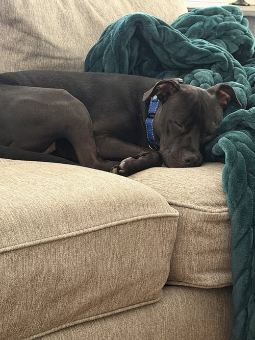 ROSALYN NKA BETTY - American Staffordshire Terrier available for adoption
