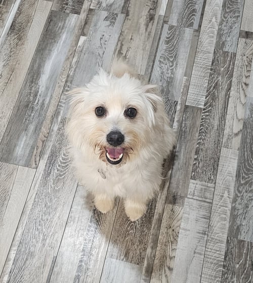 LUNA - ALL SHE WANTS IS A QUIET HOME!