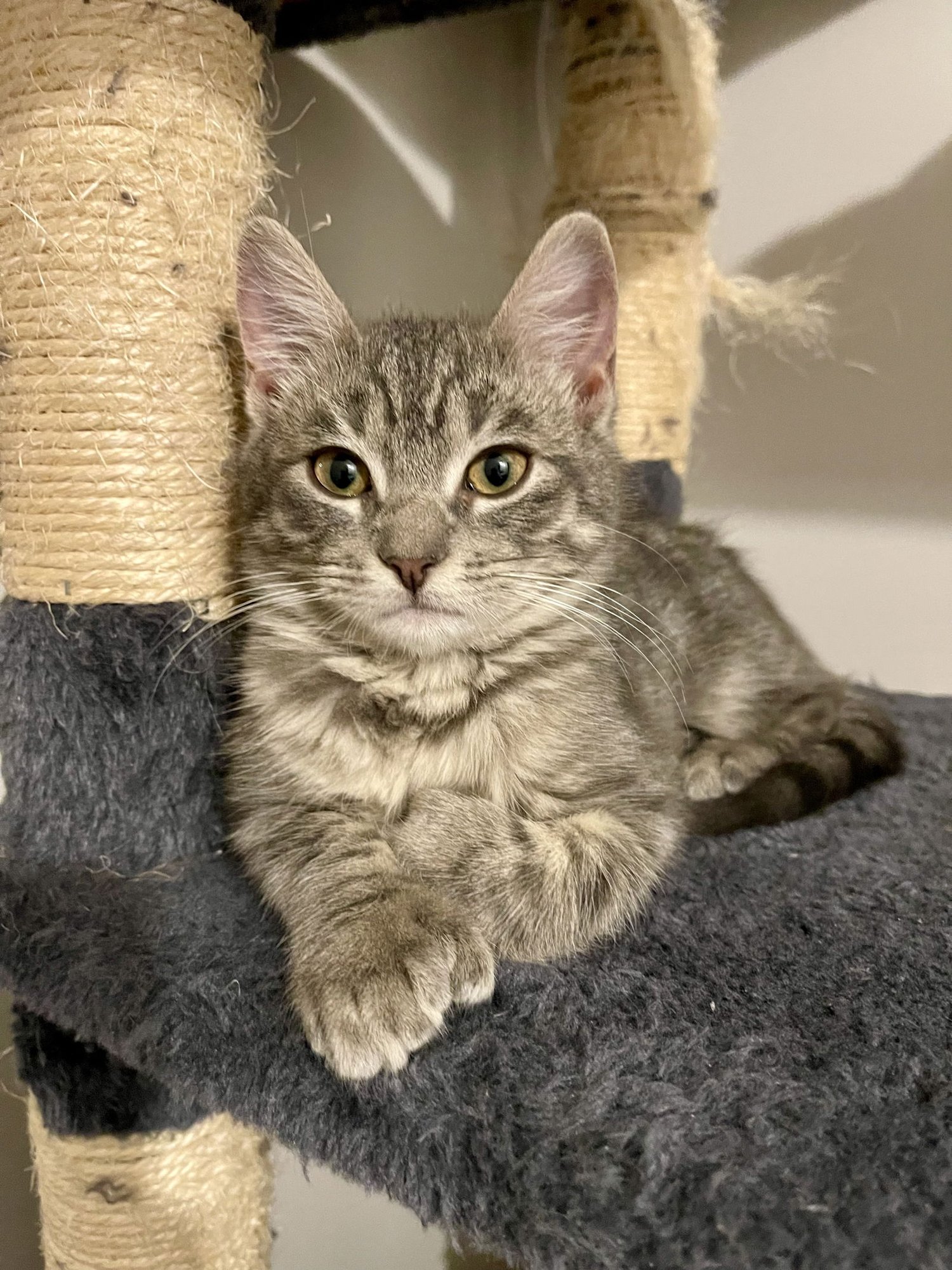 BINX ~ ADOPTION PENDING!! - Extra-Toes Cat (Hemingway Polydactyl) available for adoption