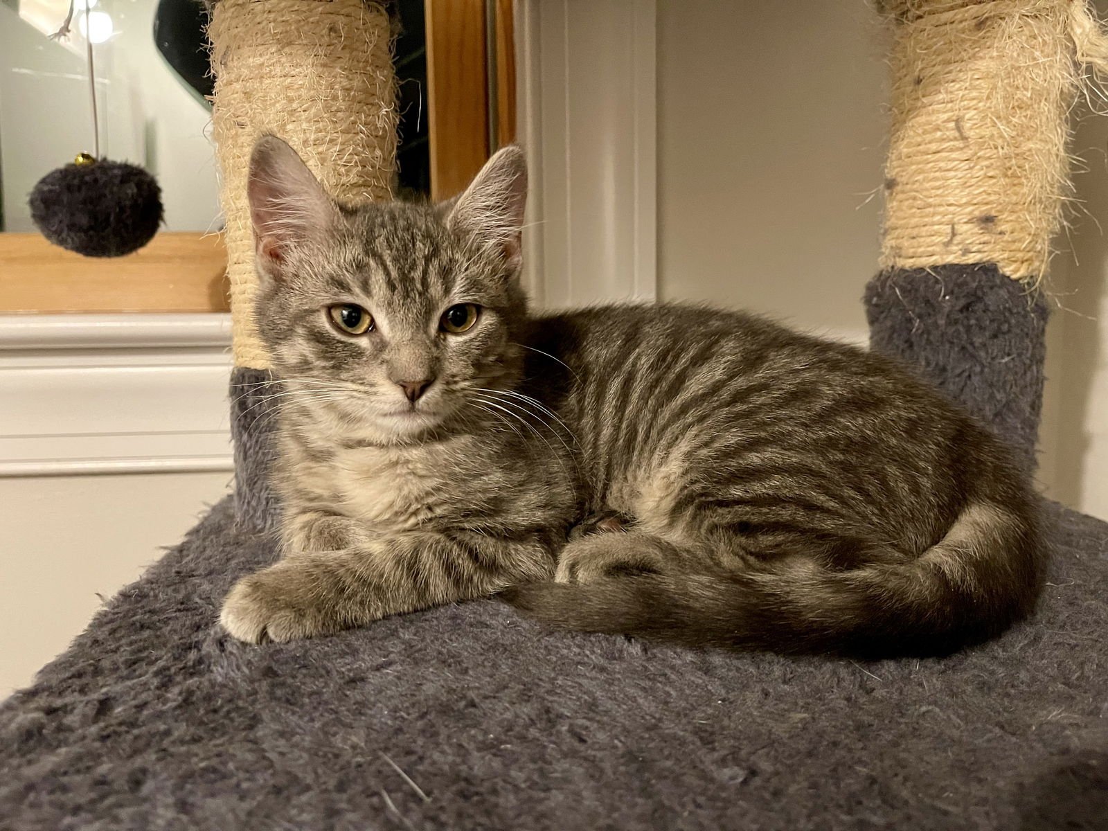 BINX ~ ADOPTION PENDING!! - Extra-Toes Cat (Hemingway Polydactyl) available for adoption