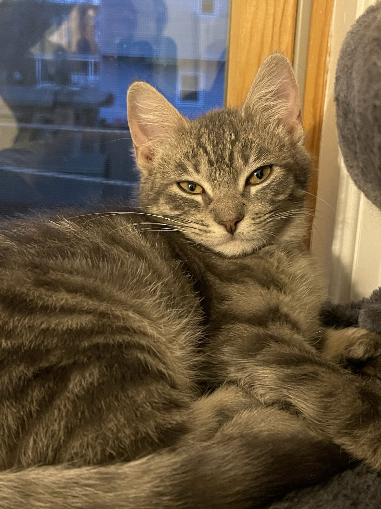 BINX ~ Adoption Pending!! - Photo 3