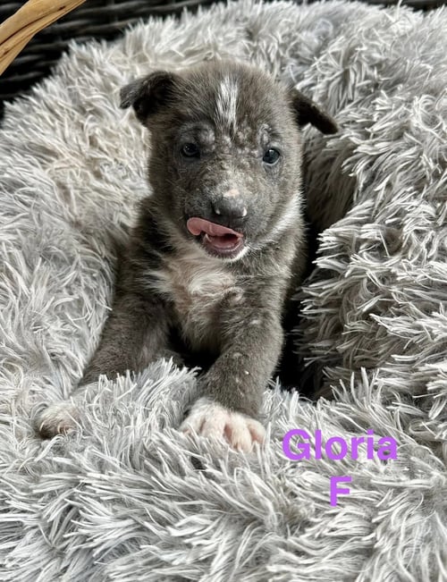 GLORIA - Terrier available for adoption