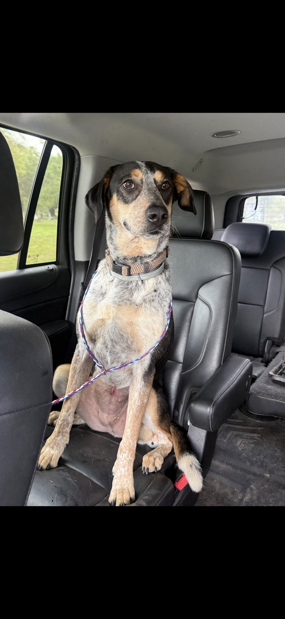 GEORGIA- WHAT A BEAUTY! - Coonhound / Bluetick Coonhound available for adoption