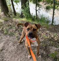 Gentry- built for love - Photo 1