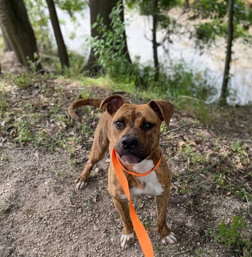 GENTRY- BUILT FOR LOVE - American Pit Bull Terrier available for adoption