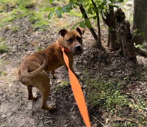 GENTRY- BUILT FOR LOVE - American Pit Bull Terrier available for adoption