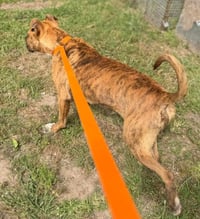 Gentry- built for love - Photo 3